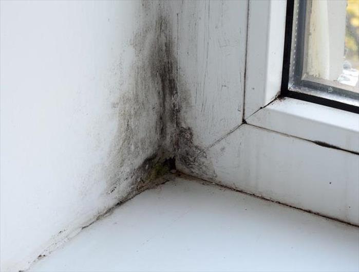 Black mold growth by window frame